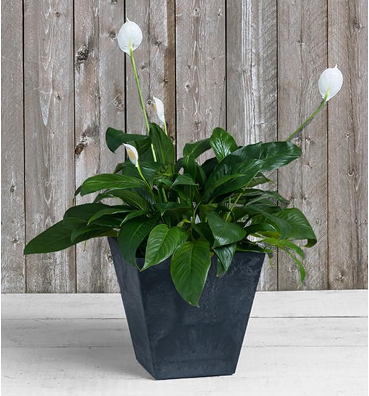 Root and Vessel Ella 12 inch planter side angle display