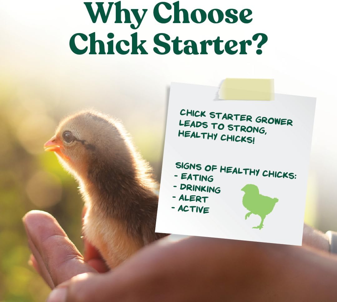 Baby chicks eating Manna Pro starter feed