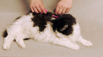 Demonstration of snapping a half inch comb onto the Scaredy Cut left handed pink pet shears.