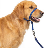 PupSensei Navy Blue Headcollar on a dog