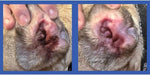 Squishface alcohol free cat and dog ear cleaning sheaths