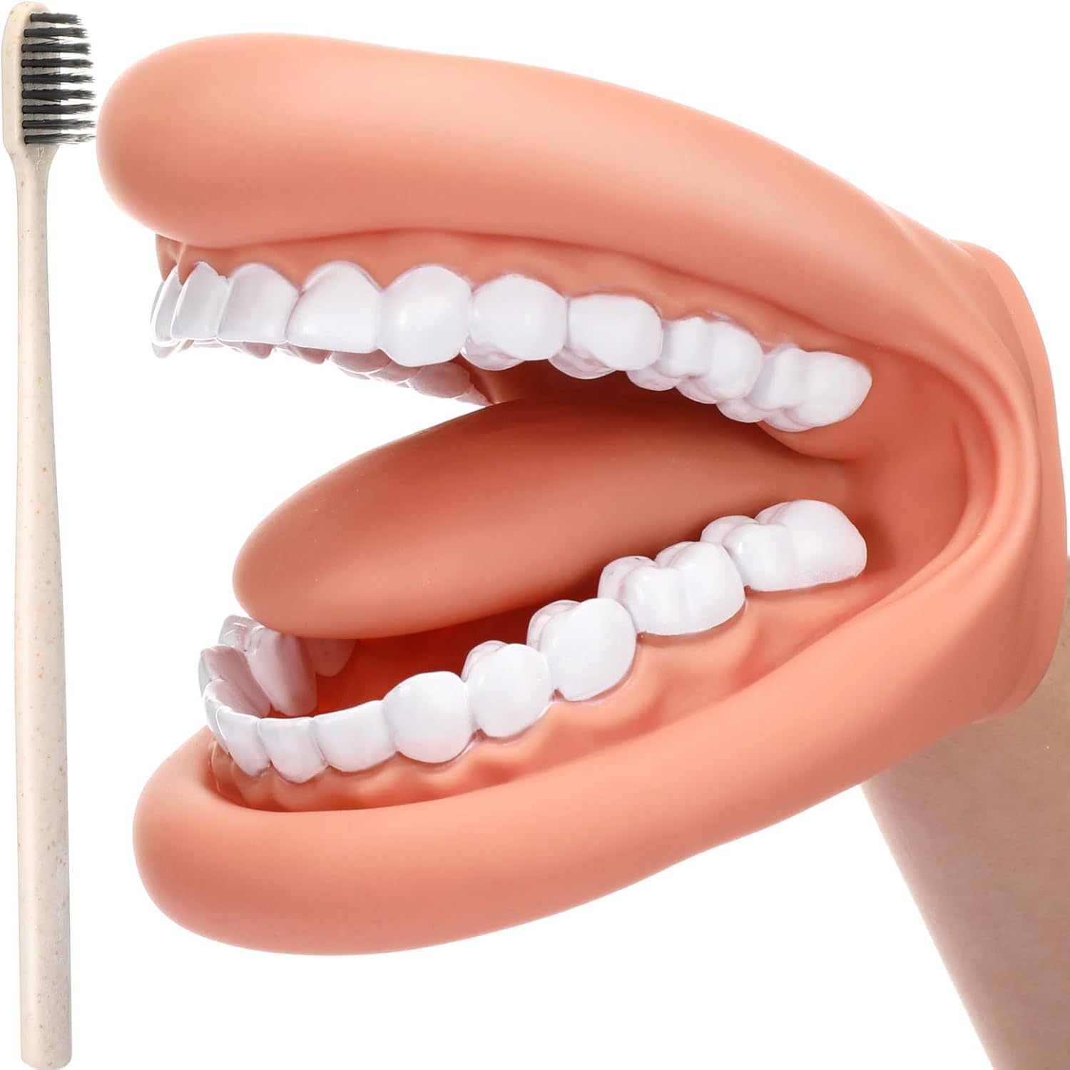 Patelai mouth puppet dental model front view