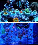Reefing Art marine aquarium frag holder package contents including the clear acrylic tray and external backing magnets.