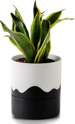 Nihow Ceramic Self Watering Plant Pot for Indoor Plants,6 Inch,Black White | Planter with Cotton Wick, Drainage Hole & Water Storage Plus, Cylinder Round Flower Pot, For Succulent/Herbs/Violets - Image 11