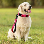 Plutus Pet 10 inch short dog leash laid flat showcasing the compact length.