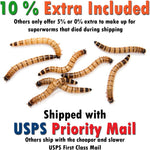 Bulk pack of 300 count organic darkling beetle larvae for exotic pet nutrition