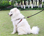 MayPaw authentic imported heavy duty dog training lead silver snap hook