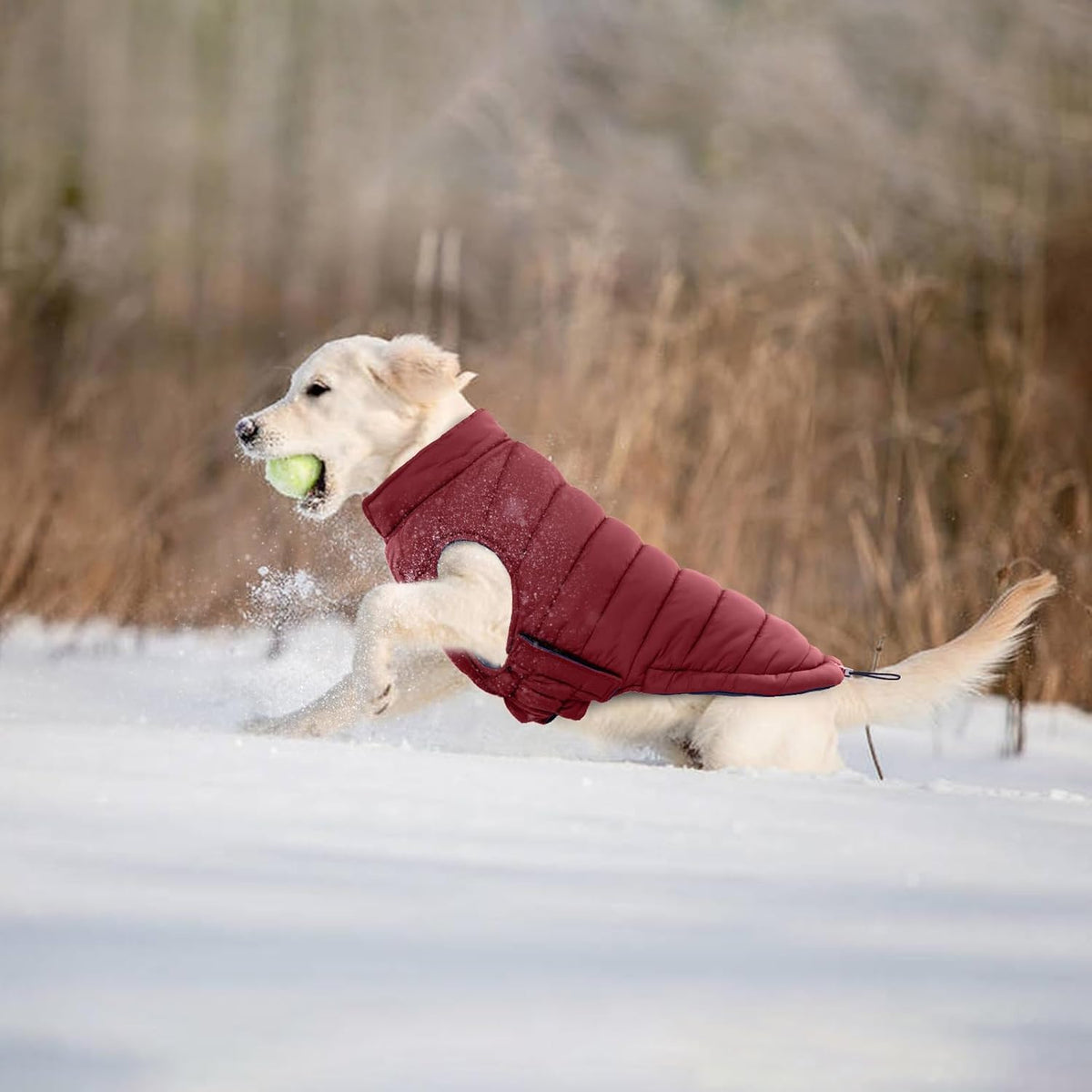 Lelepet padded pet vest showing the elastic band design for a secure fit