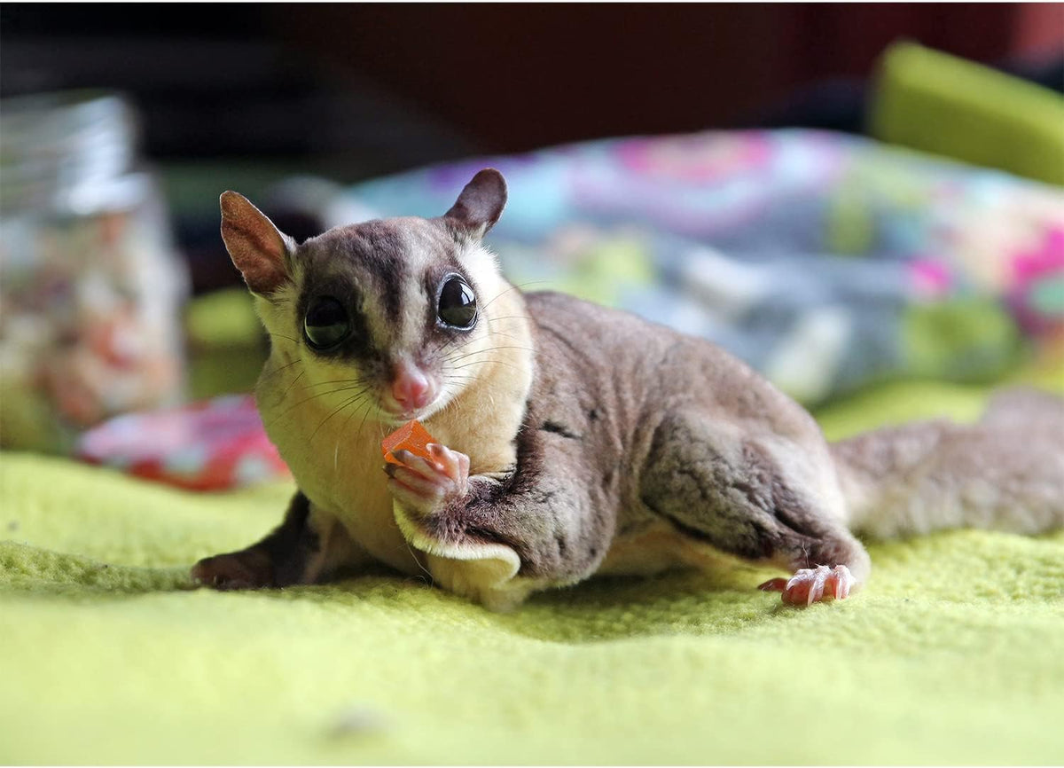 Exotic Nutrition Critter Selects papaya treat resealable pouch displaying product weight and target animals.