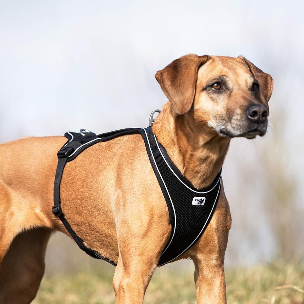 Curli Belka Comfort dog harness top view featuring neoprene control handle