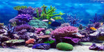 YongFoto Ocean Theme Fish Tank Background front view showcasing colorful coral reef backdrop.