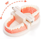 Zenfun fake mouth teaching model close up