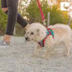 Adjustable fit features of RC Pet Step in Cirque harness