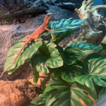 Keruideng reptile habitat decor with weighted stone base