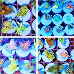 Saricho ceramic coral propagation bases for professional marine aquarists.