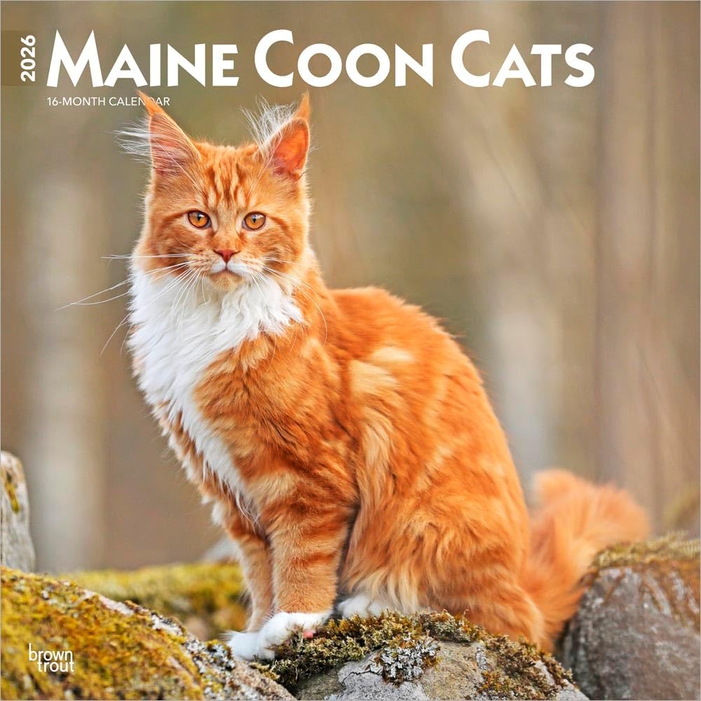 Maine Coon Cats | 2026 12 x 24 Inch (Hanging) Monthly Square Wall Calendar | Plastic-Free | BrownTrout | Animals Feline Kittens - Image 1