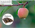 Safe pesticide free apple tree branches close up view highlighting pure wood texture