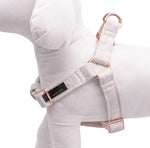 Aring Pet velvet harness showing cotton webbing interior