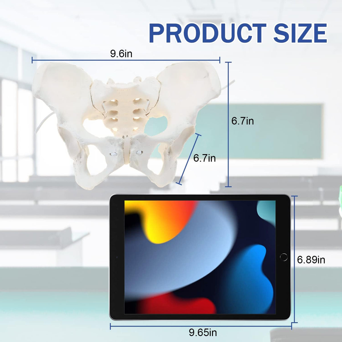LYOU pelvis model showcasing flexible joint movement