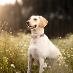 Unique Style Paws Dog Collar laid flat displaying cotton fabric texture.