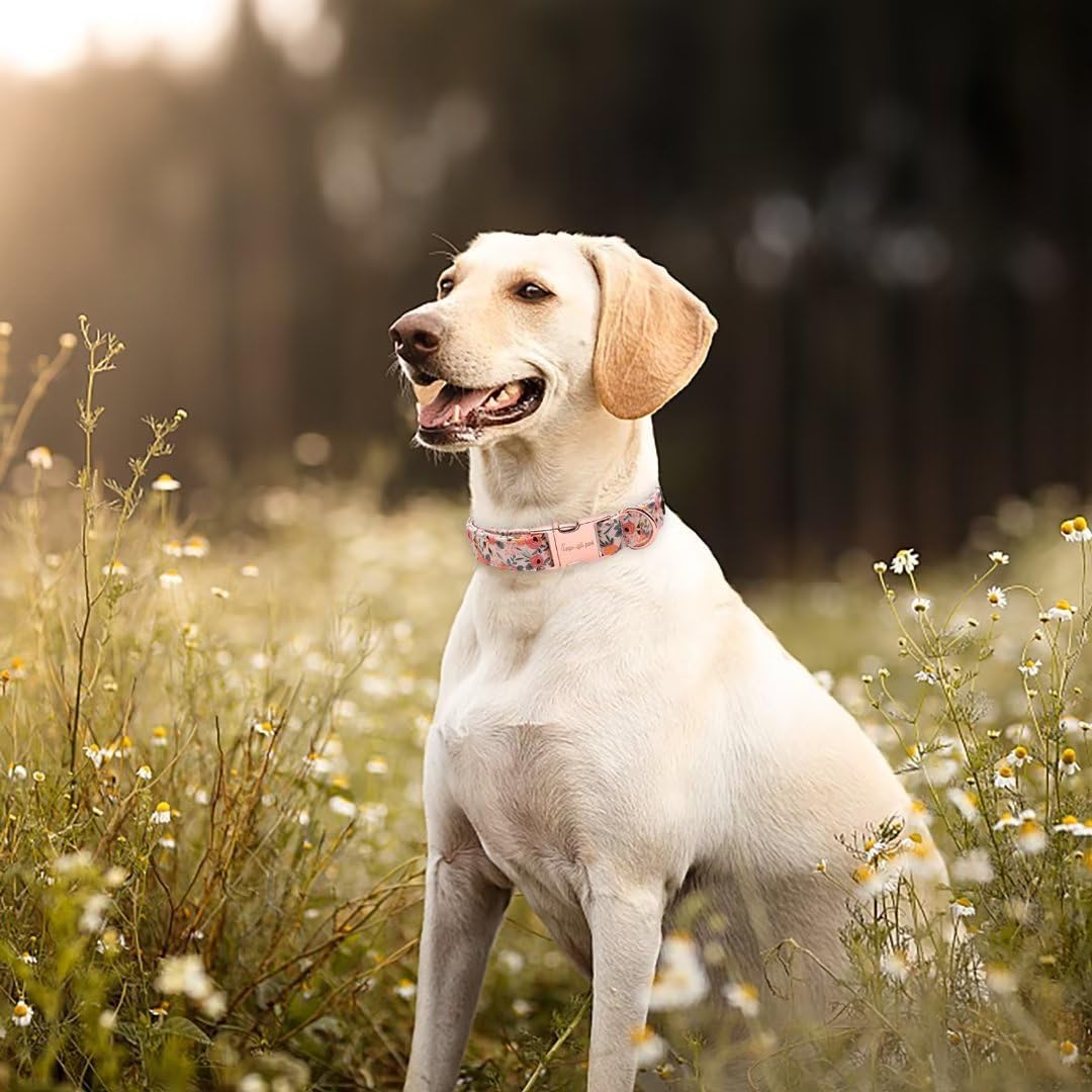 Unique Style Paws Dog Collar laid flat displaying cotton fabric texture.
