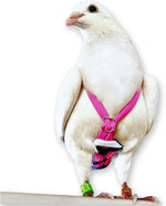 Flyper adjustable avian diaper back view highlighting the minimalistic comfortable fit layout.
