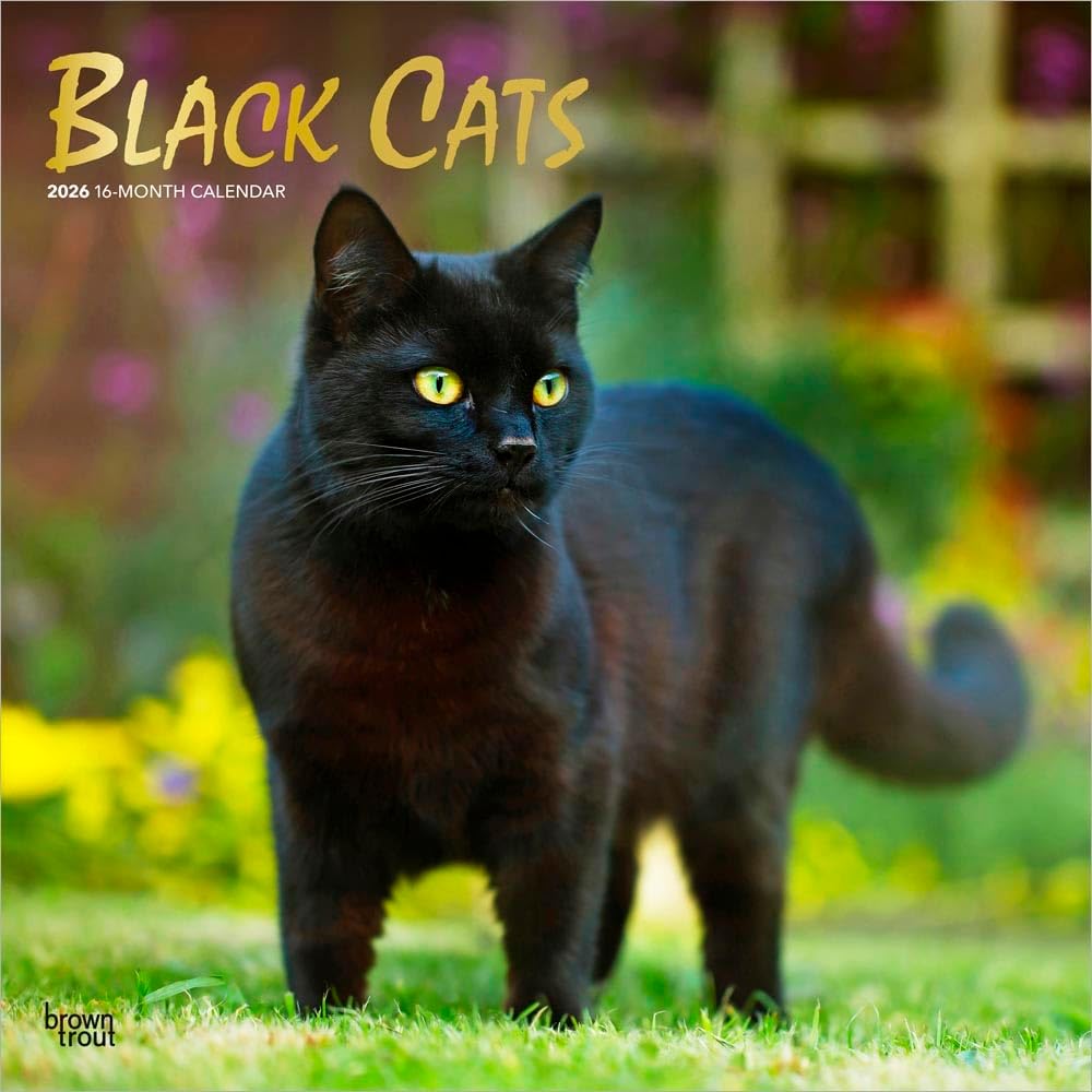 Black Cats | 2026 12 x 24 Inch (Hanging) Monthly Square Wall Calendar | Foil Stamped Cover | Plastic-Free | BrownTrout | Animals Kittens Feline - Image 1