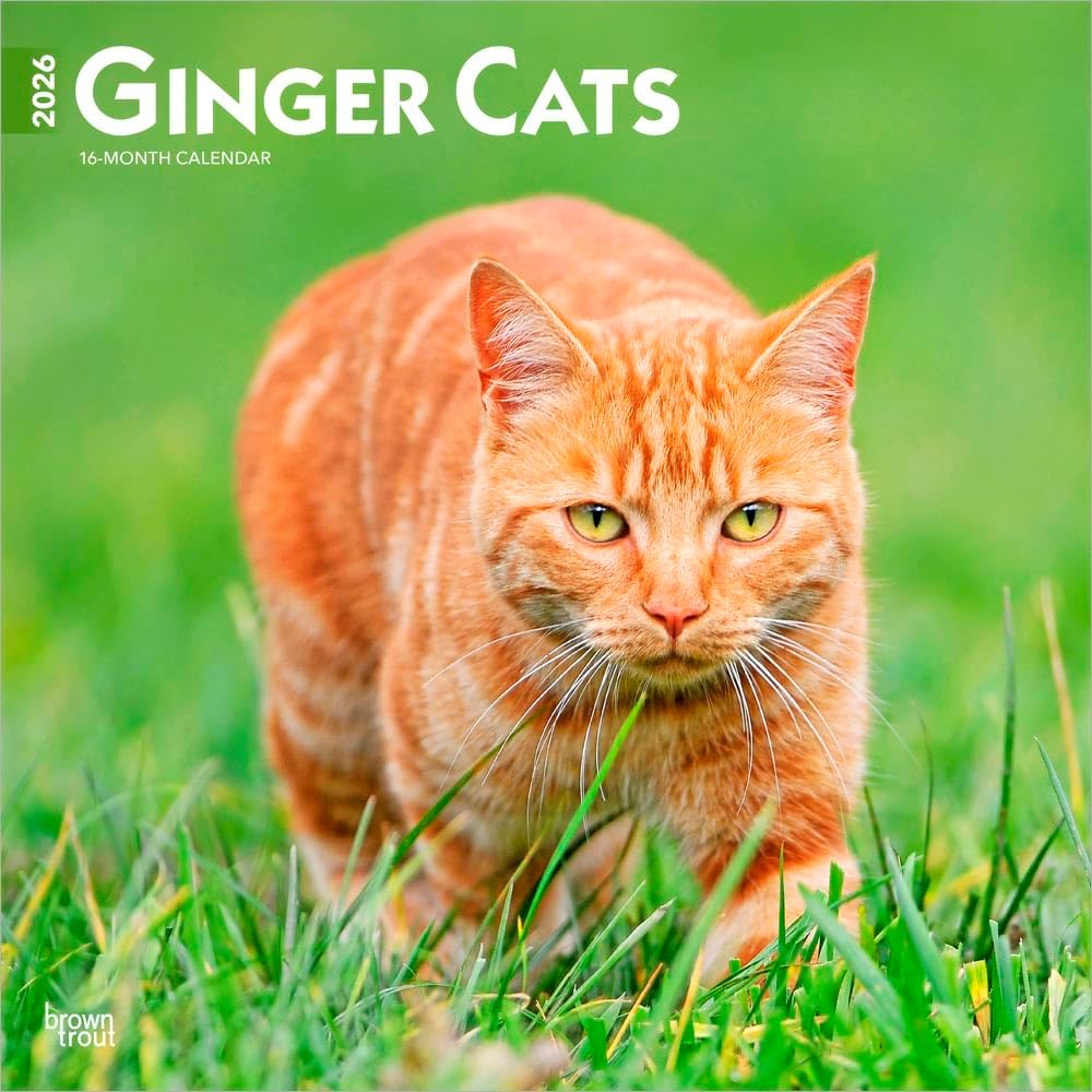Ginger Cats | 2026 12 x 24 Inch (Hanging) Monthly Square Wall Calendar | Plastic-Free | BrownTrout | Animals Kittens Feline Pets - Image 1