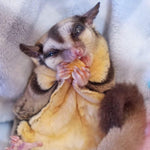 Exotic Nutrition natural pet treat bag showing tight zip closure for freshness.