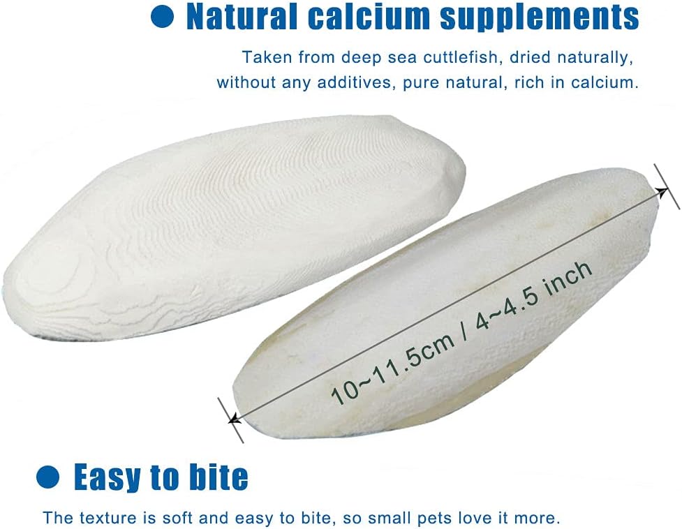 Close up of pure deep sea cuttlefish bone texture for tortoise shell health.