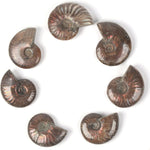 Justinstones raw iridescent ammonite fossil shell side angle