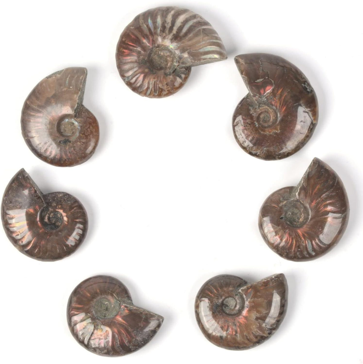 Justinstones raw iridescent ammonite fossil shell side angle