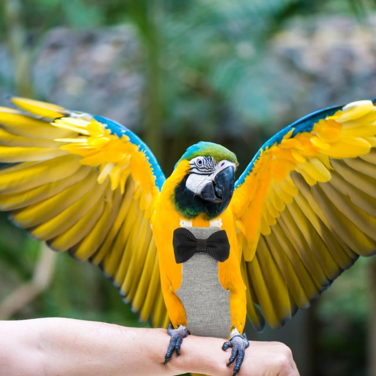Balacoo breathable cockatiel diaper illustrating the elastic strap elasticity for different bird sizes.