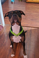 Packaging view of the authentic imported Mycicy reflective loop dog collar for large breeds.