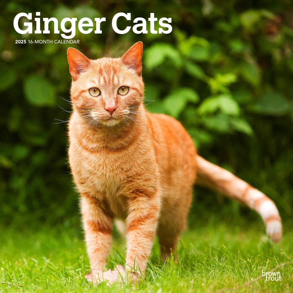 Ginger Cats | 2025 12 x 24 Inch Monthly Square Wall Calendar | Plastic-Free | BrownTrout | Animals Kittens Feline Pets - Image 1