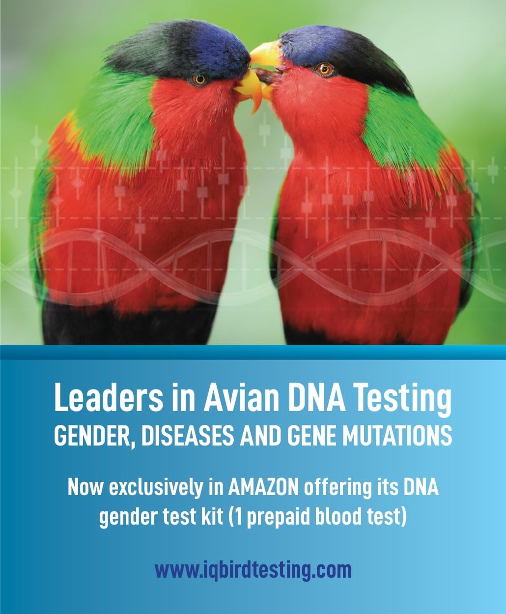 IQ Bird Testing DNA Gender Test Kit contents showing the specialized blood sample card and feather collection envelopes