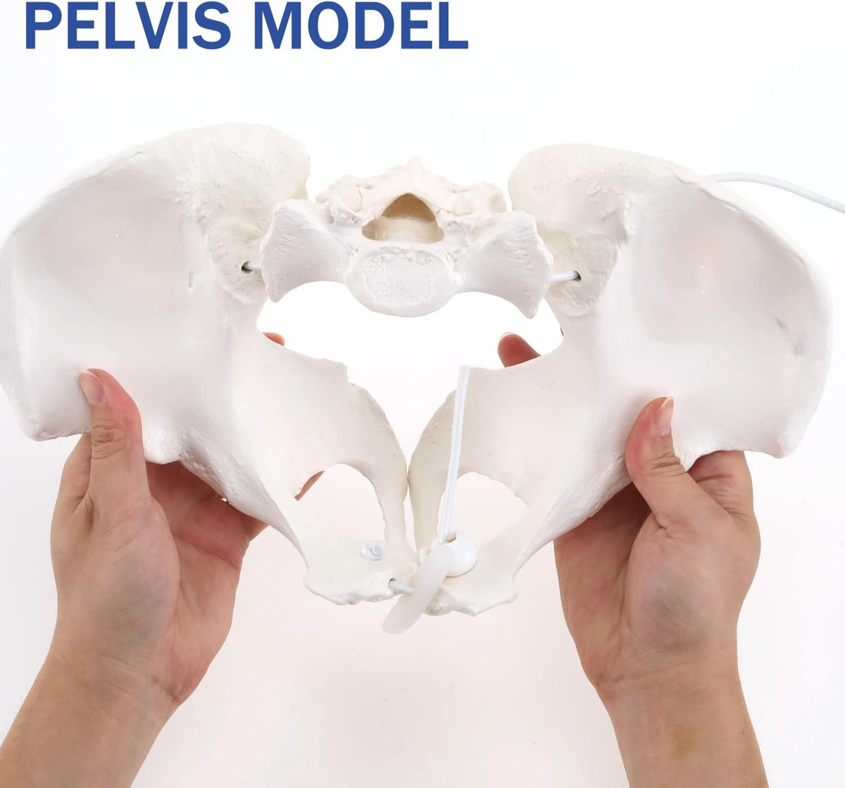LYOU medical education pelvis model in classroom setting