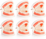 Zenfun dental teeth model front view