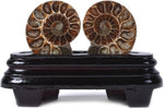 Justinstones ammonite fossil collection showing size comparison coin