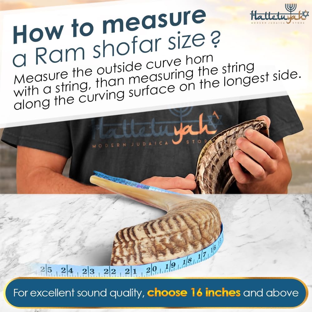 HalleluYAH KOSHER ODORLESS Ram Horn Shofar - 14"-16", Smooth Mouthpiece, Velvet Bag, Clean Brush, Shofar Guide - Made In Israel - Image 5