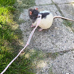 Adjustable buckle detail on VTurboWay small pet leash