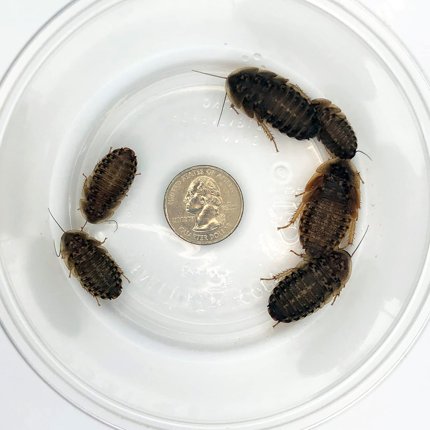 Dubia Roaches 100 Large Live Feeder Insects premium healthy culture container display
