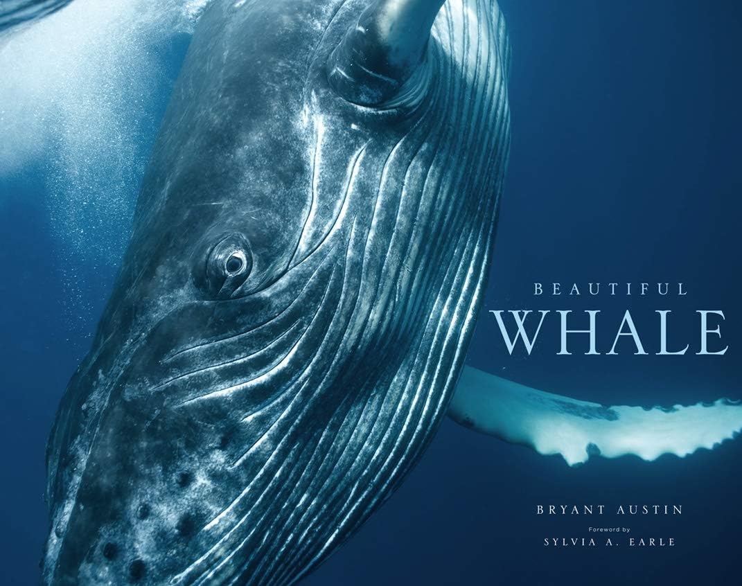 Beautiful Whale - Image 1