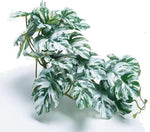 Reptile Terrarium Decor Plants,Amphibian Habitat Decor,Artificial Plants for Tank Accessories (Calathea makoyana -B) - Image 9