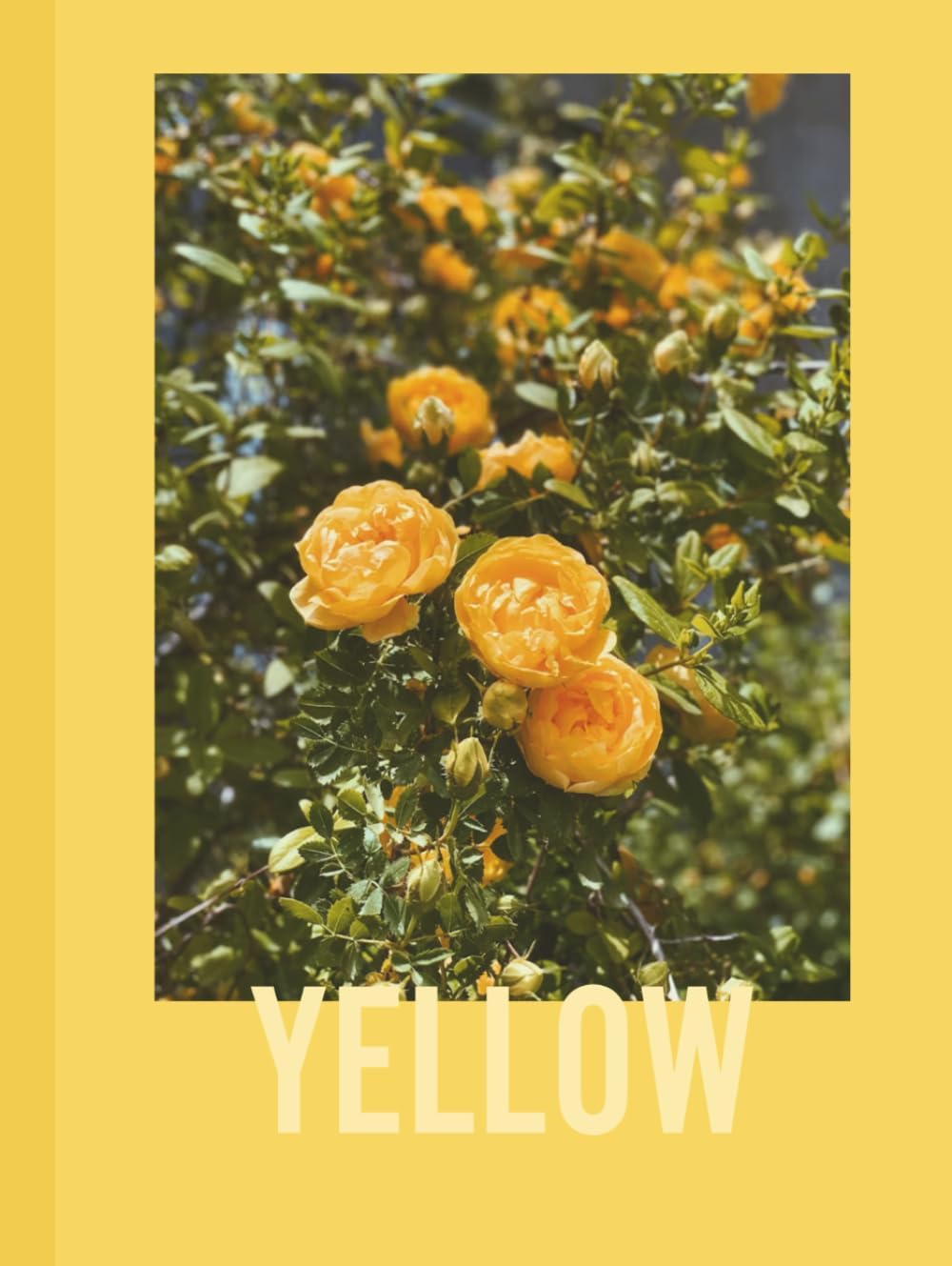 Yellow: Captured in Yellow: A Photographic Exploration (The Color Studies) - Image 1