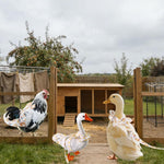 Vyloky pet goose clothes featuring the secure outdoor walking harness leash attachment.