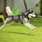 PoyPet dog harness top view highlighting vertical handle