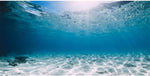 AWERT vinyl undersea aquarium background front view for tropical fish tank decoration