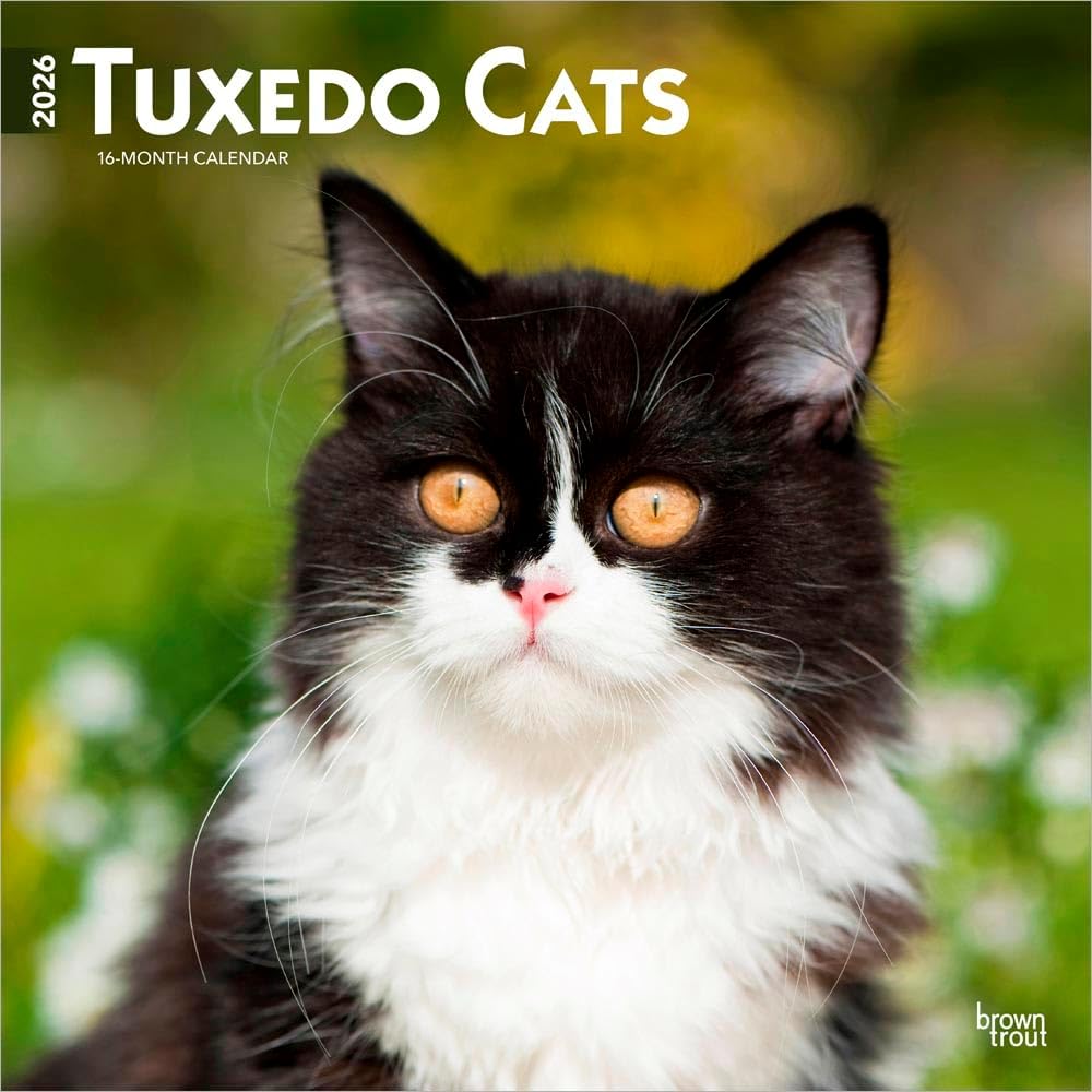 Tuxedo Cats | 2026 12 x 24 Inch (Hanging) Monthly Square Wall Calendar | Plastic-Free | BrownTrout | Animals Kittens Feline - Image 1
