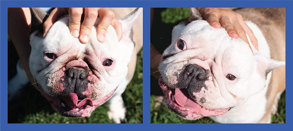 Squishface premium blue silicone pet grooming applicator package view showing authentic imported branding